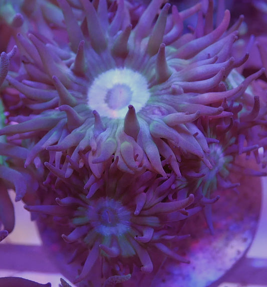 Duncanopsammia