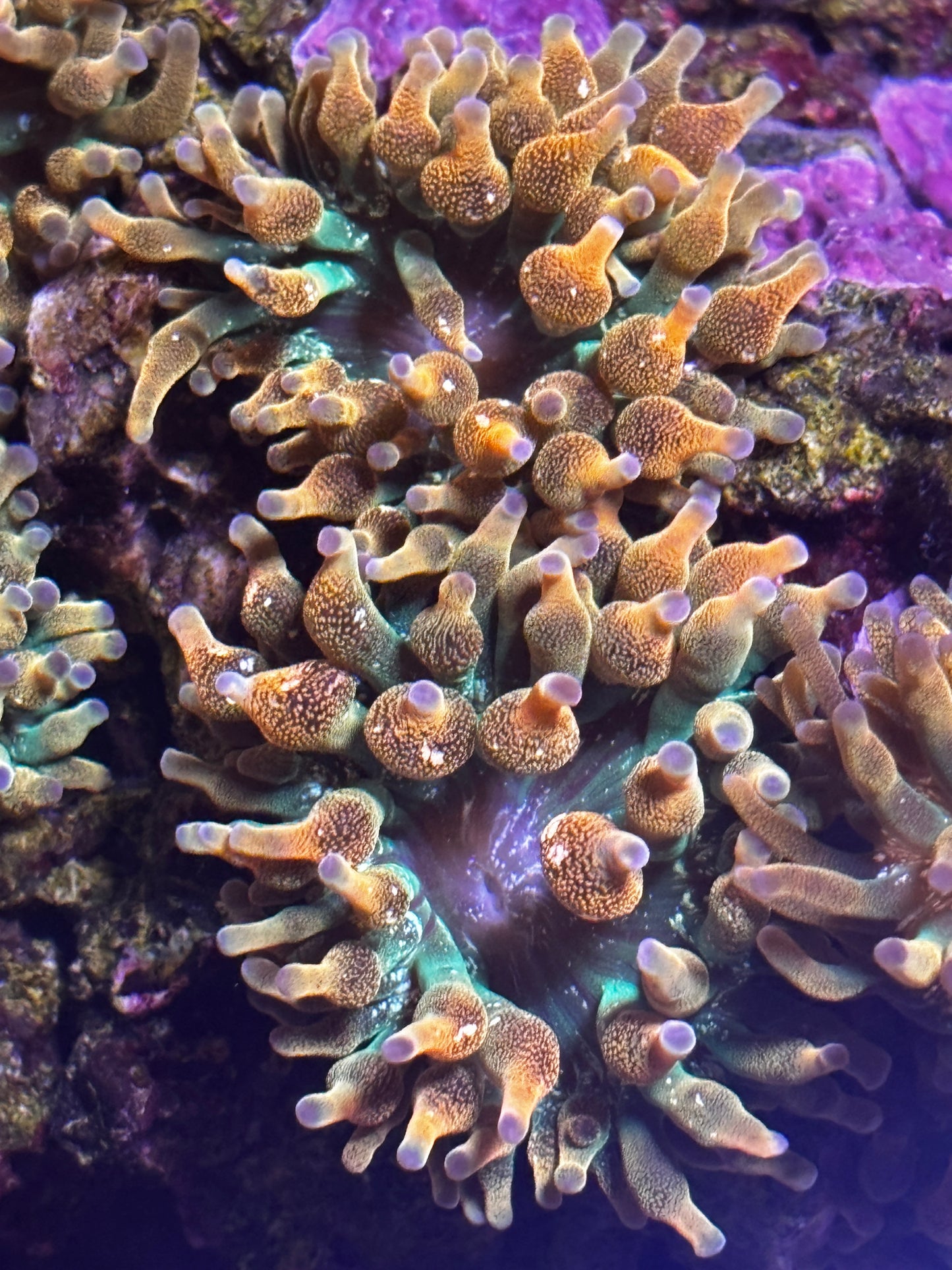 Screemin’ Demon Variant Anemone