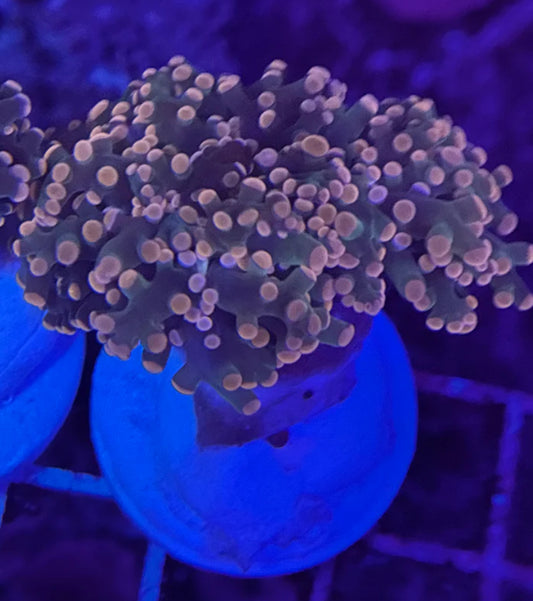 Triple Sec Frogspawn