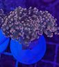Triple Sec Frogspawn