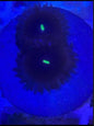 Zoanthid Venom Eye
