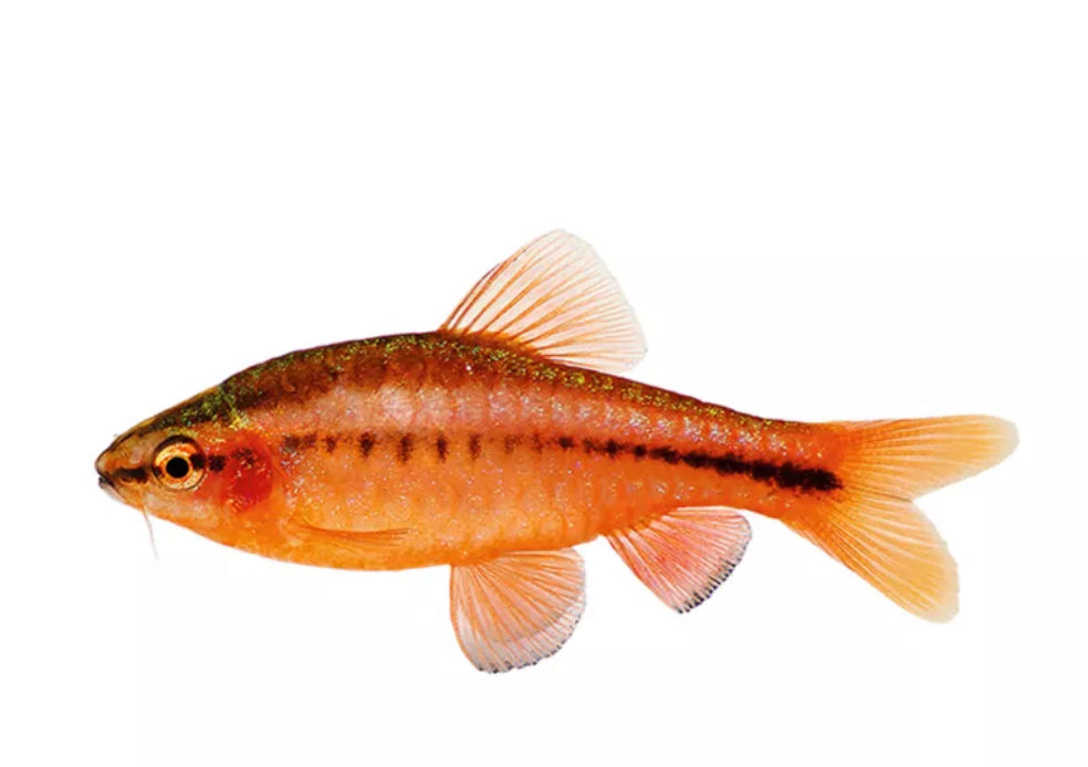 Cherry Barbs