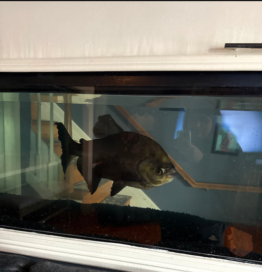 PACU Chiclid Rehome | Albany, New York