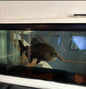 PACU Chiclid Rehome | Albany, New York