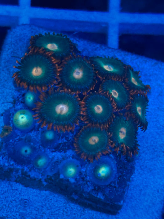Gatorade Zoanthids 