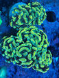 Gold Hammer Coral