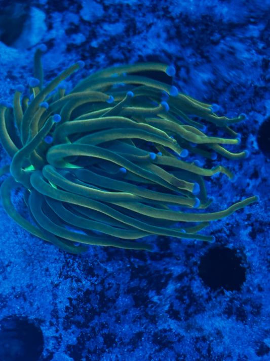 Gold Torch Coral