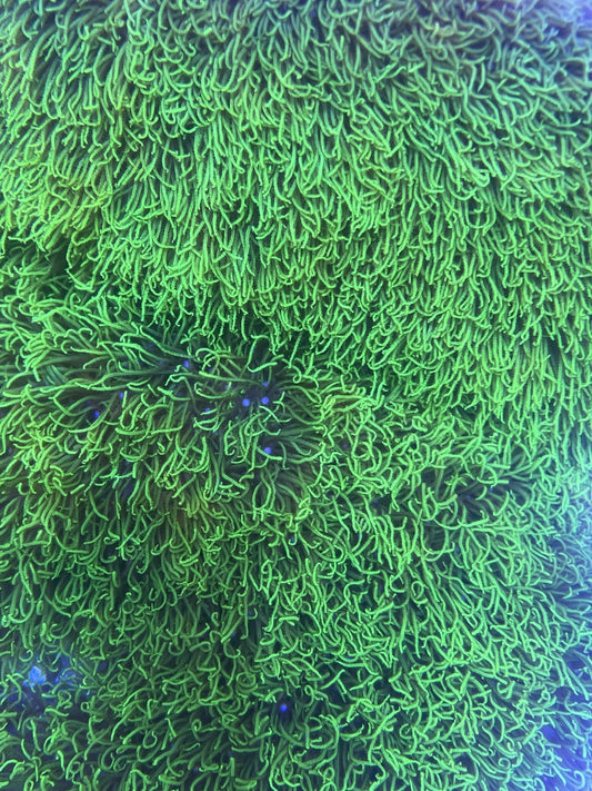 Green Star Polyp WorldofReefs.com
