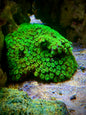 Green Galaxy Fasicularsis