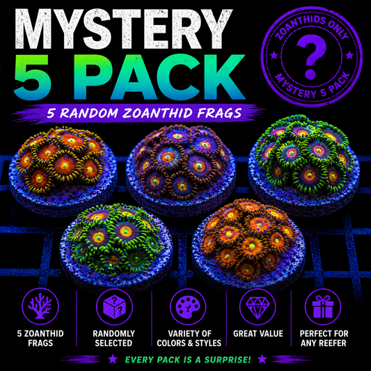 MYSTERY ZOA 5 PACK