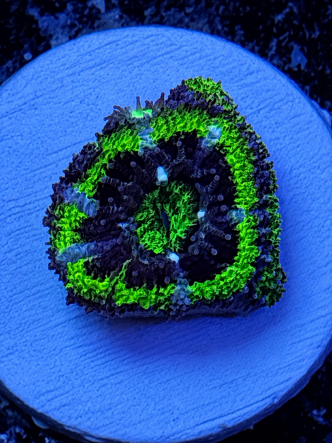 Radioactive Grape Acan