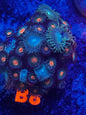 WYSIWYG Mixed Zoanthid