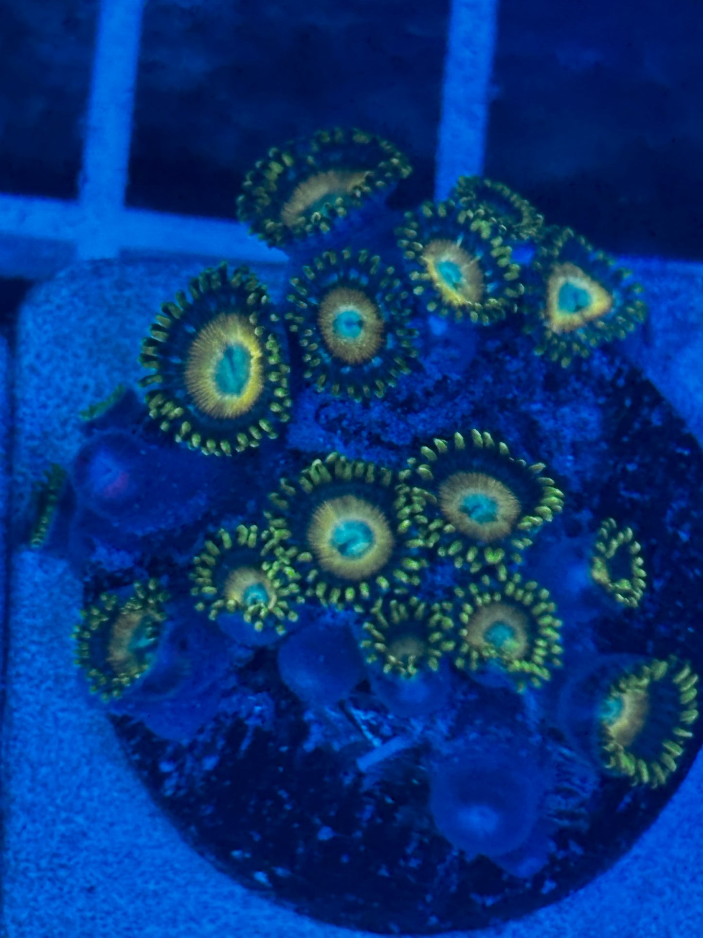 Scrambled Egg Zoanthid