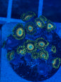 Scrambled Egg Zoanthid