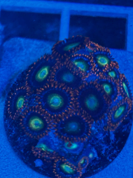 Circus Freak Zoanthids