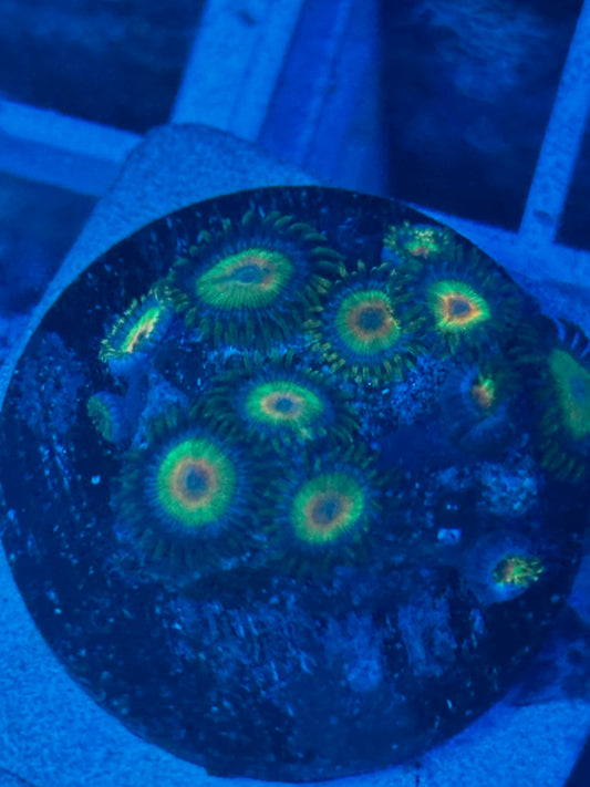 Rasta Zoanthids