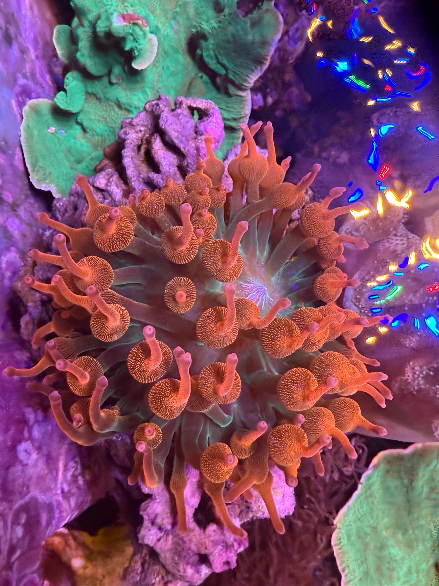 Ultra Rainbow Bubble Tip Anemone