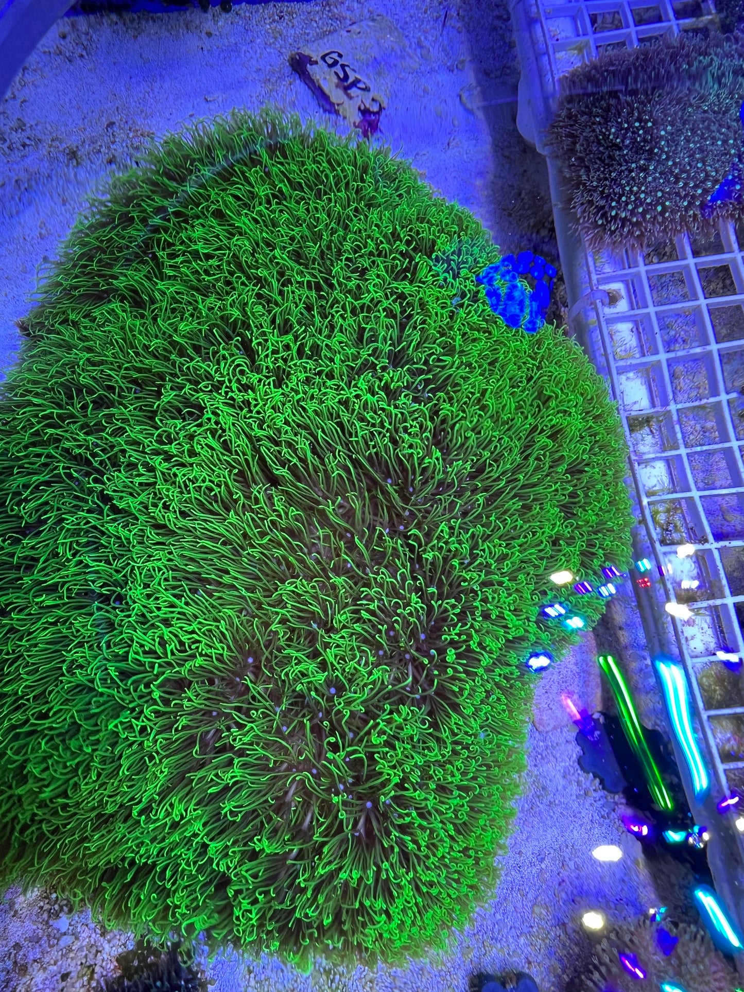 Green Star Polyp