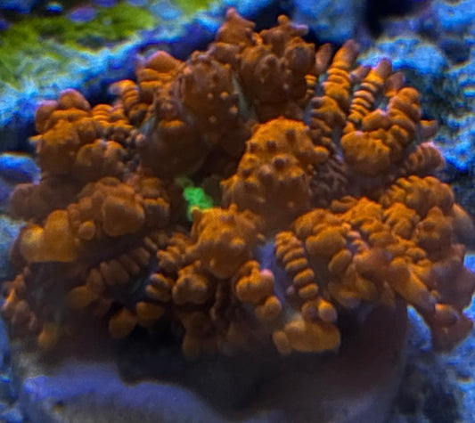 Credabounce Rhodactis RARE