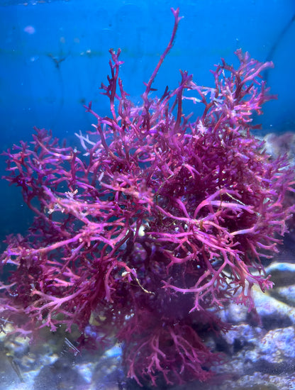 Macro Algae  - Multiple Variants.