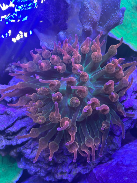 Ultra Rainbow Bubble Tip Anemone