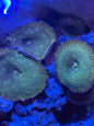 Discosoma mushroom