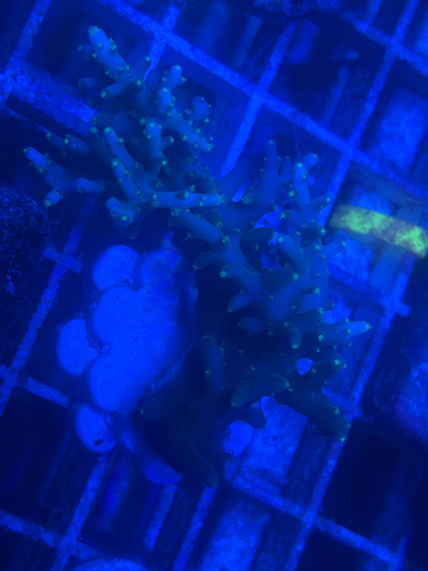 Ice Dragon Acropora