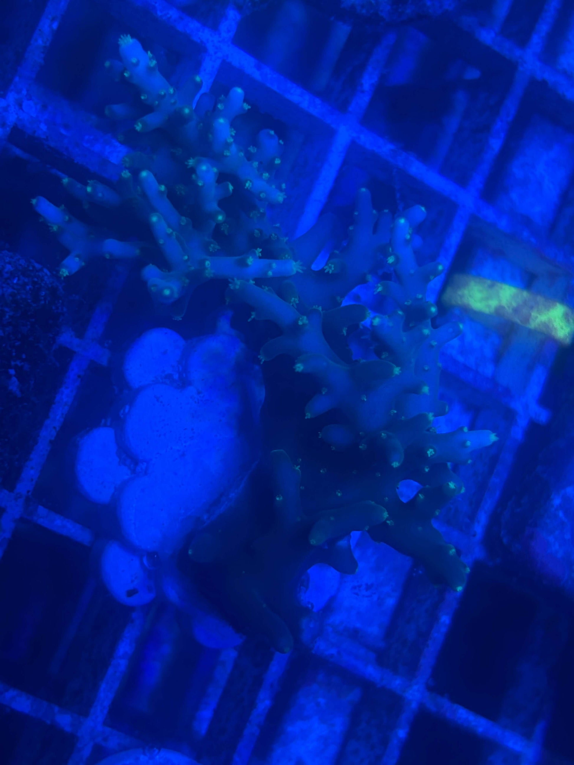 Ice Dragon Acropora