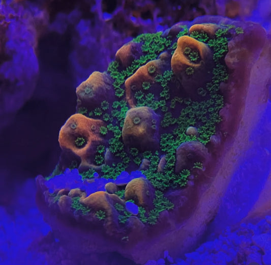 Kung Pao Montipora
