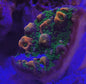 Kung Pao Montipora