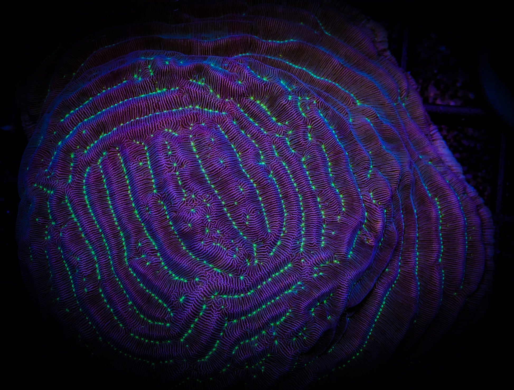 Maze Runner Pachyseris
FIRSTDUEAQUATICRESCUE.com