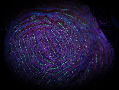 Maze Runner Pachyseris
FIRSTDUEAQUATICRESCUE.com