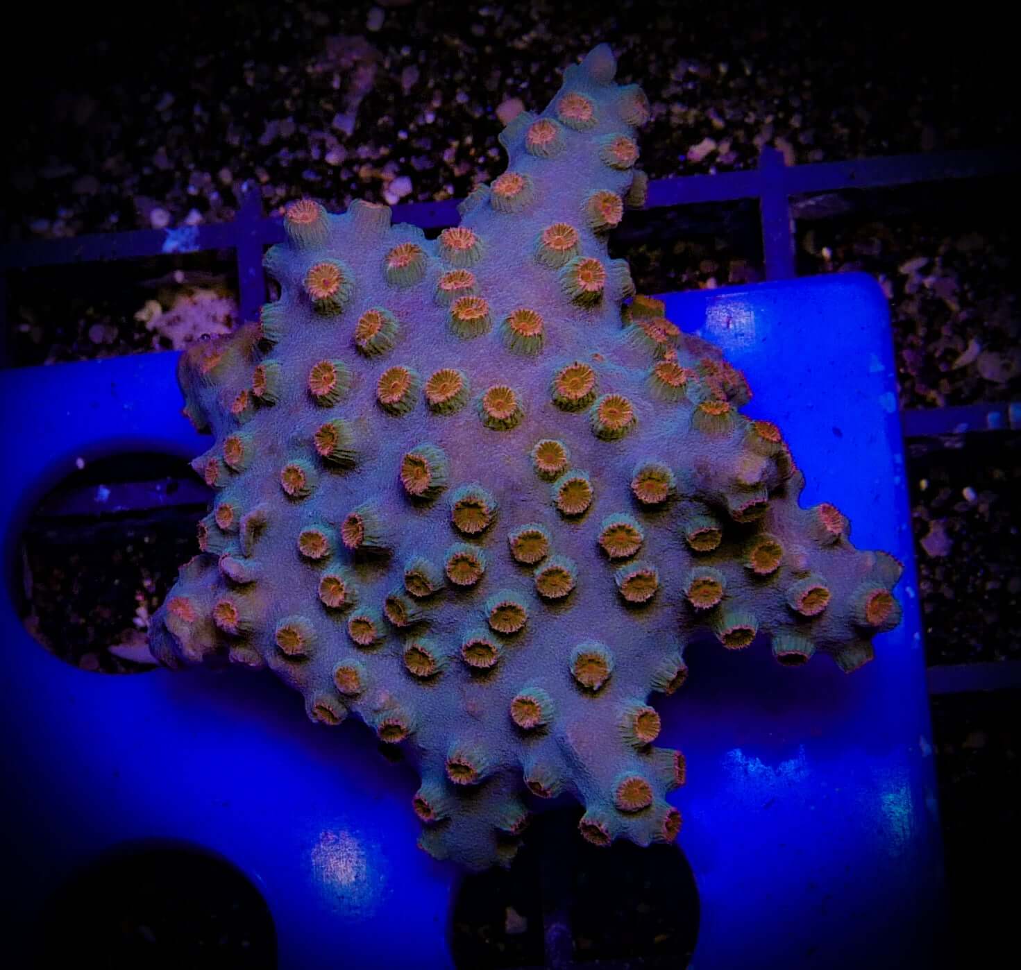 Meteor Shower Cyphastrea WorldofReefs.com