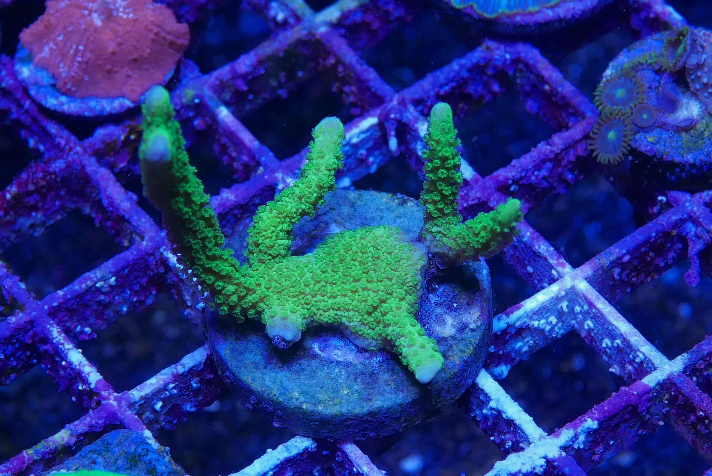 Assorted Montipora Packs