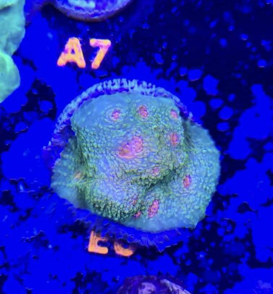 Mummy Eye Chalice - Cut To Order