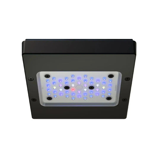 Radio XR15 G6 Blue LED light Fixture