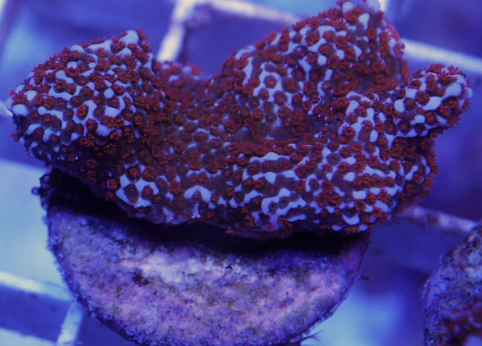WYSWIYG Montipora 3 pack