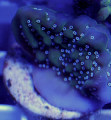 WYSWIYG Montipora 3 pack