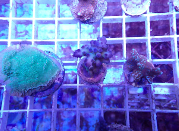 WYSIWYG  – SPS Holiday Pack | First Due Aquatic Rescue