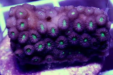 WYSIWYG – Green Eye Cyphastrea – Fleshy Encruster | First Due Aquatic Rescuer