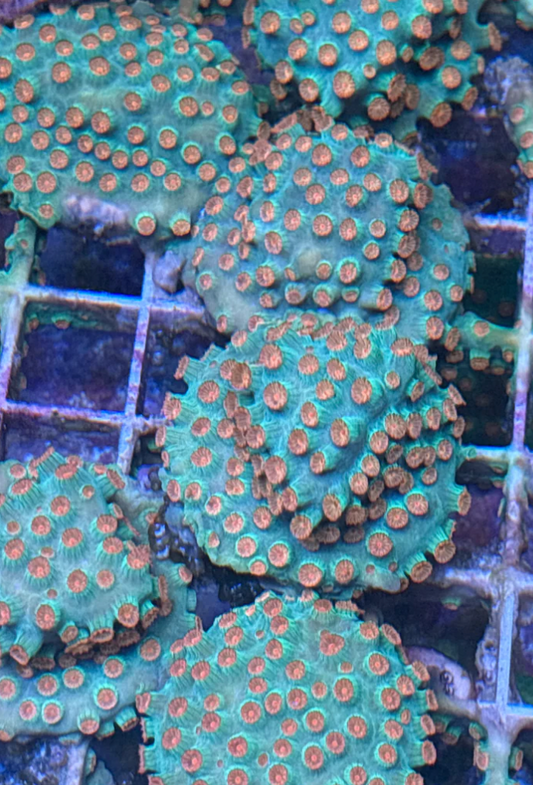 Meteor Shower Cyphastrea