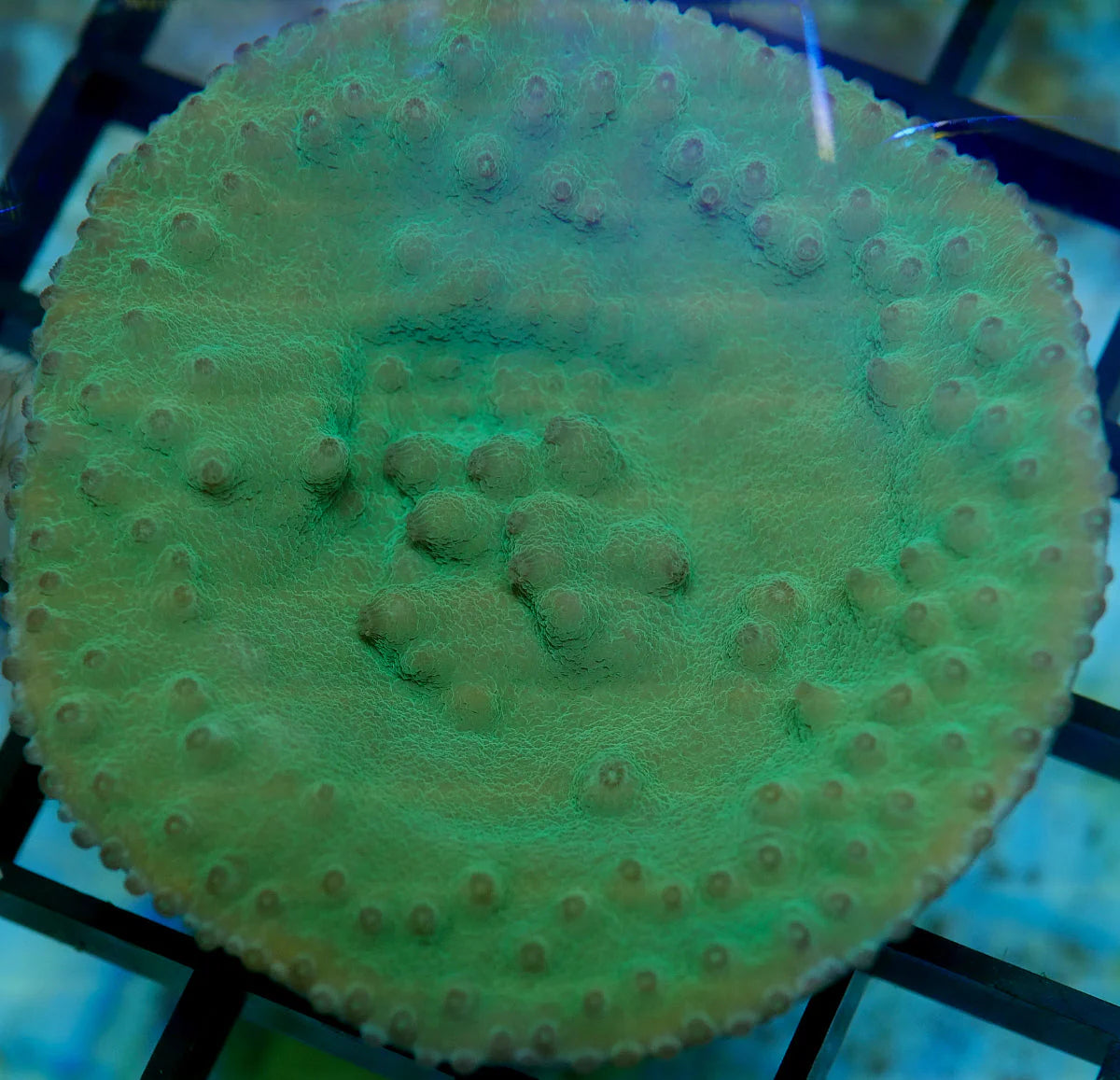 Turbinaria