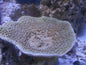Turbinaria