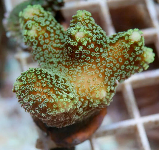 WYSIWYG – Green Stylophora | First Due Aquatic Rescue