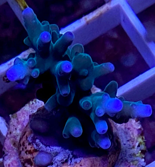 WYSIWYG – Blue Acropora Turaki | First Due Aquatic Rescue