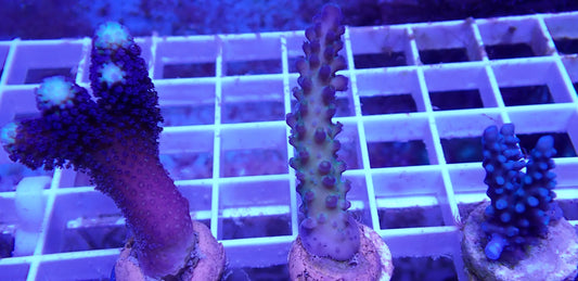 WYSIWYG - SPS SURGE! (3 PACK) | First Due Aquatic Rescue