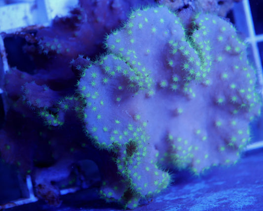 WYSIWYG – Cabbage Leather | First Due Aquatic Rescue