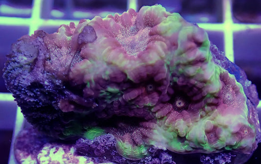 WYSIWYG – Fire Lava Favia | First Due Aquatic Rescue