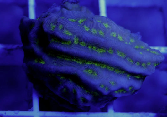WYSIWYG – The Plating Trio | First Due Aquatic Rescue