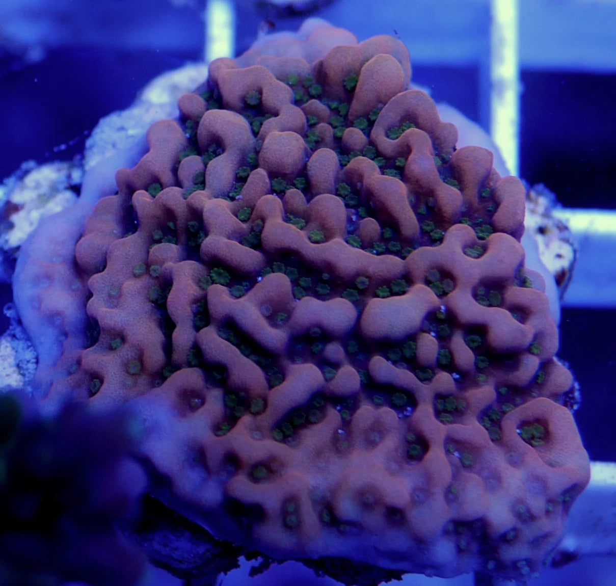 WYSIWYG – The Plating Trio | First Due Aquatic Rescue